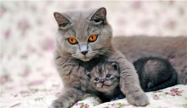 ​猫有九条命是真的吗 猫有九条命的来历