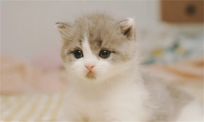 ​猫有九条命是真的吗 猫有九条命的来历