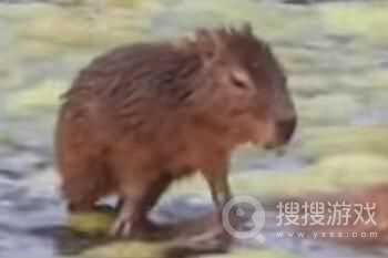 卡皮巴拉是什么歌? 卡皮巴拉歌曲介绍