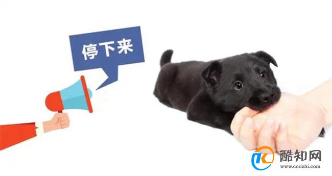 怎样训狗不咬人 狗狗咬人怎么纠正_酷知科普