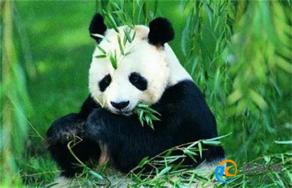 大熊猫花花没有妈妈了 是什么原因死亡_酷知科普