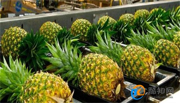 海关总署:允许符合相关要求的贝宁鲜食菠萝进口 即日起_酷知科普