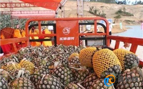 海关总署:允许符合相关要求的贝宁鲜食菠萝进口 即日起_酷知科普