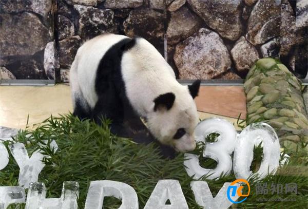 大熊猫永明31岁生日会在日本和歌山举办 有什么意义_酷知科普
