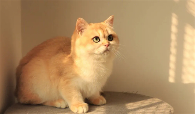 小猫便秘怎么办 怎么确定猫是不是便秘
