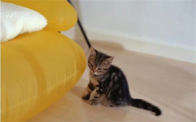 小猫便秘怎么办 怎么确定猫是不是便秘