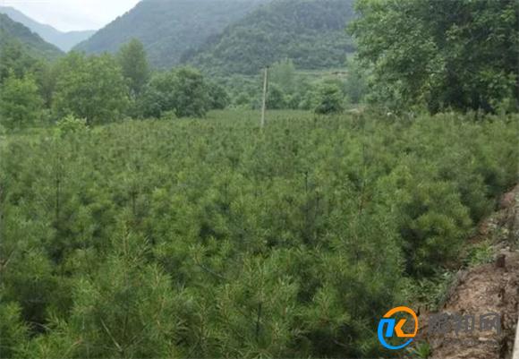 松树的种类 北方常见松树品种有哪些_酷知科普