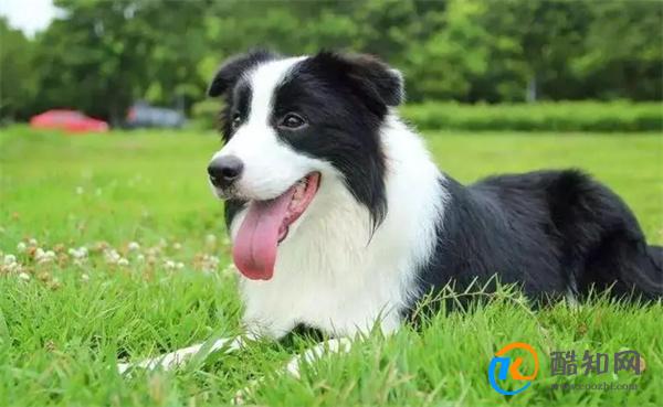 边境牧羊犬训练方法 边境牧羊犬训练小妙招_酷知科普