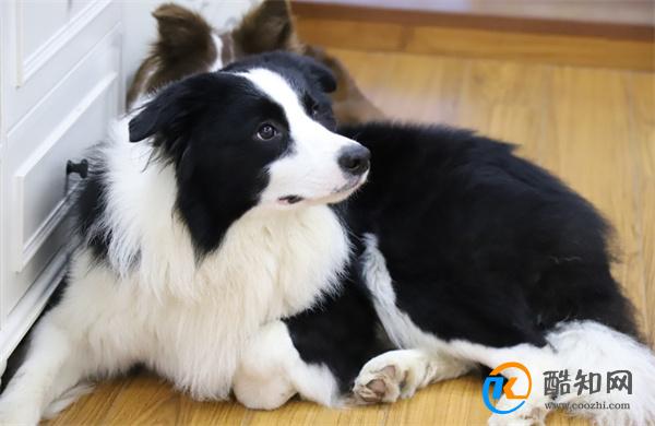 边境牧羊犬训练方法 边境牧羊犬训练小妙招_酷知科普