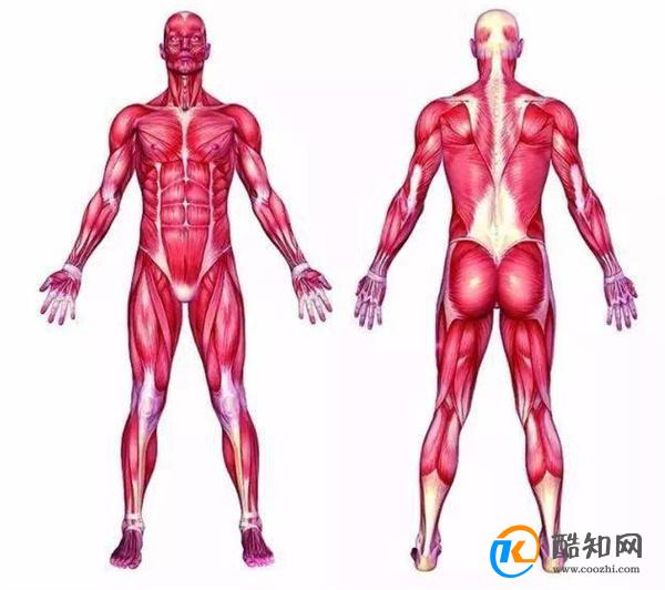 人有多少块肌肉 肌肉最多的地方_酷知科普