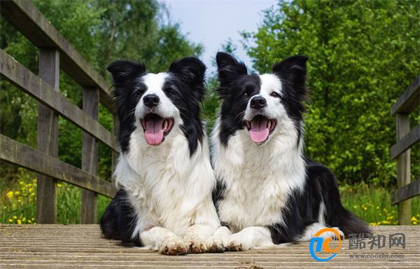 边境牧羊犬训练方法 边境牧羊犬训练小妙招_酷知科普