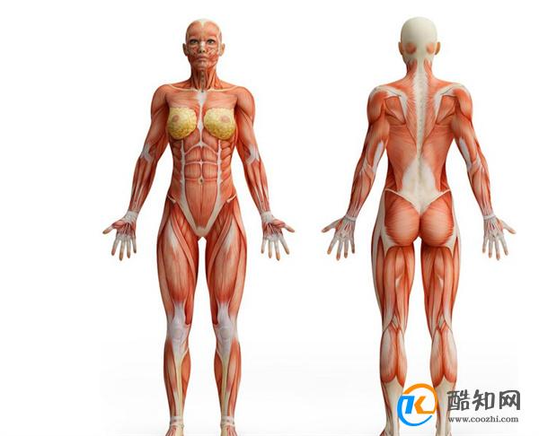 人有多少块肌肉 肌肉最多的地方_酷知科普