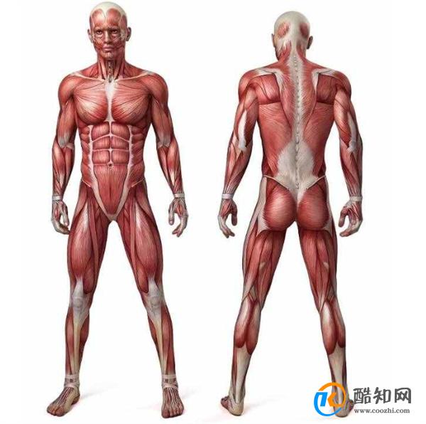 人有多少块肌肉 肌肉最多的地方_酷知科普