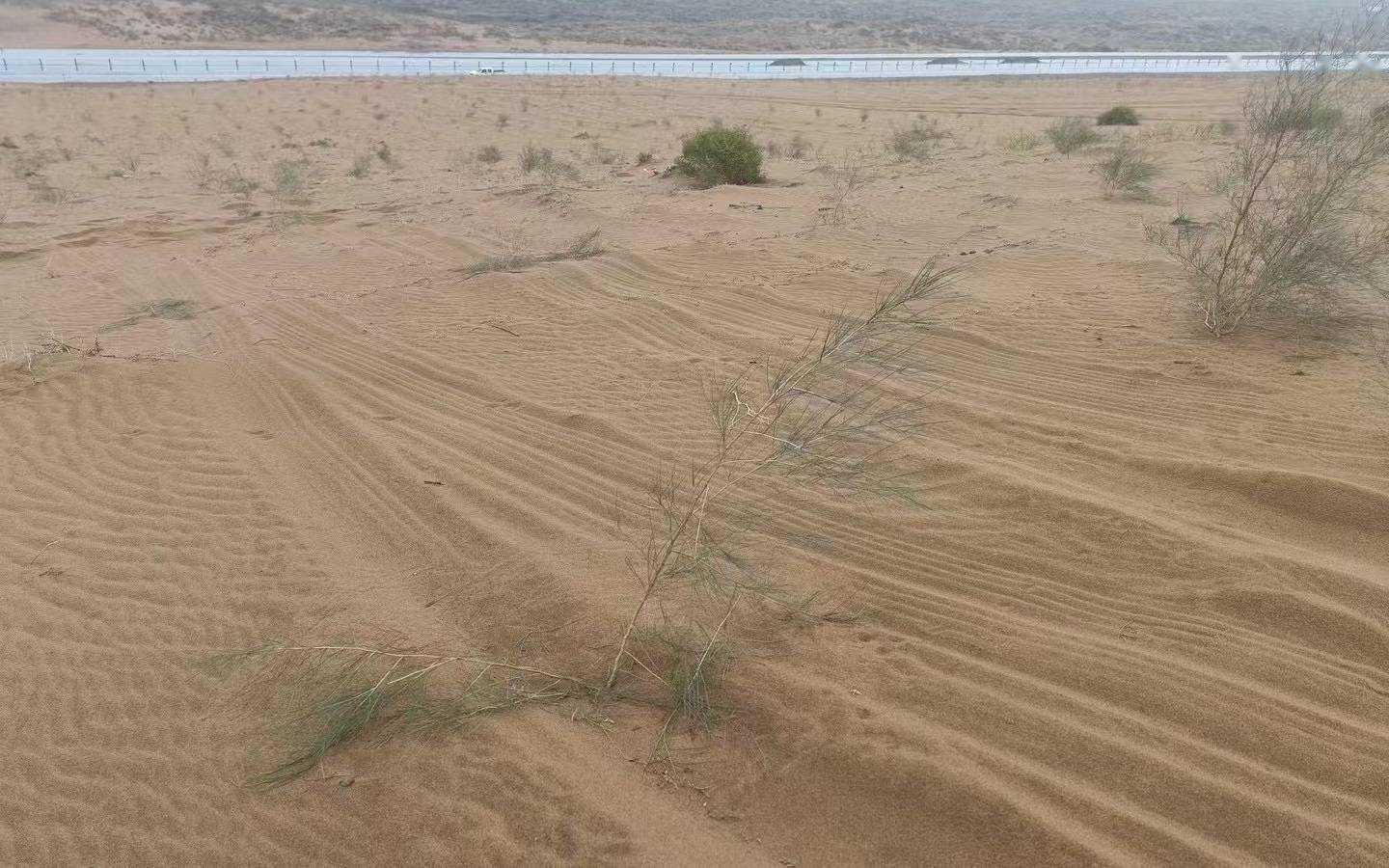 沙漠上万棵治沙植物被越野车碾轧
