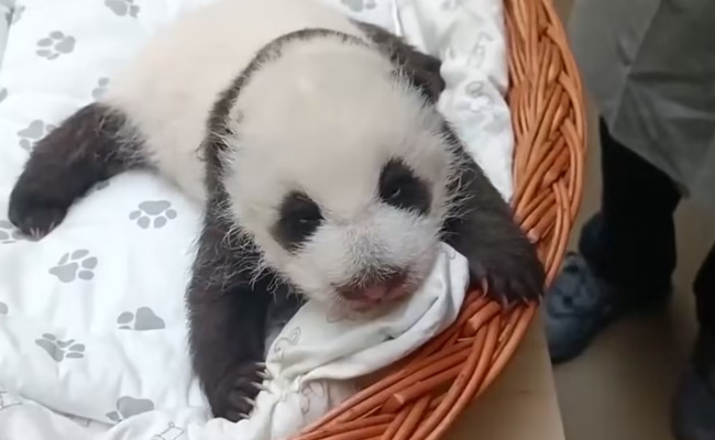 旅俄大熊猫丁丁幼崽睁开眼睛了吗