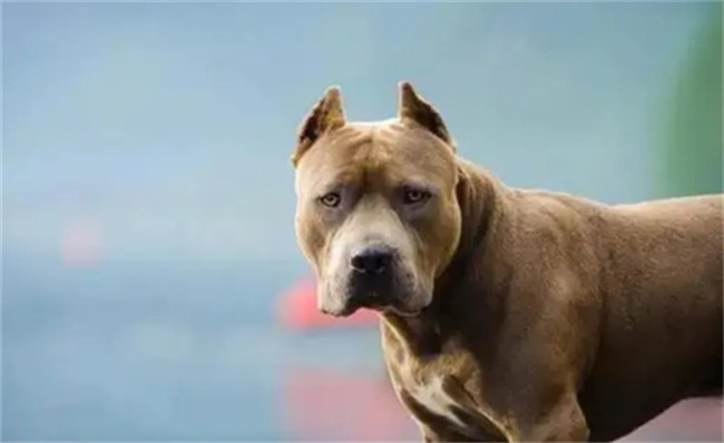 成都禁养22种烈性犬不包括罗威纳 有哪些意义