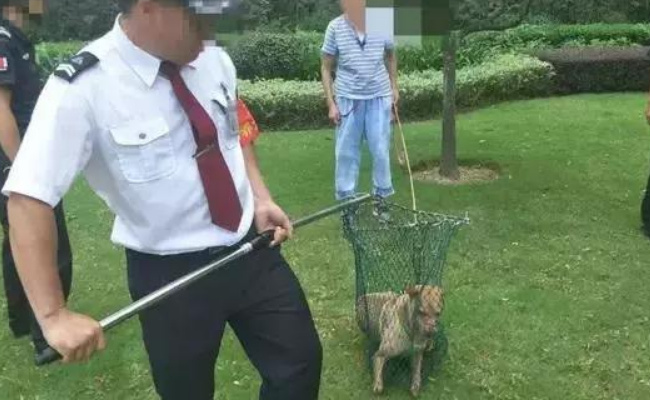 恶犬小区内伤人物业公司要担责吗