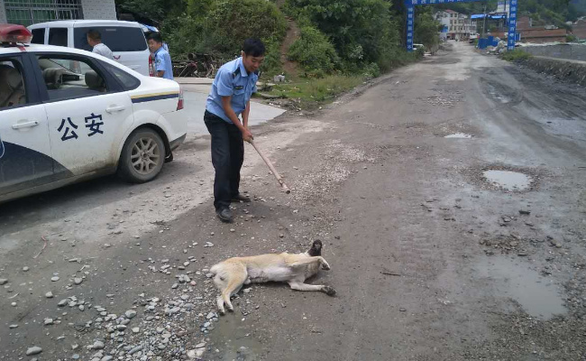 恶犬小区内伤人物业公司要担责吗
