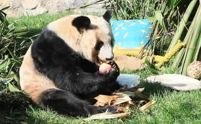 丫丫贴秋膘成功 说明了什么
