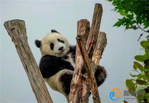 大熊猫下树主打一个稳稳当当 大熊猫有何生活习性_酷知科普