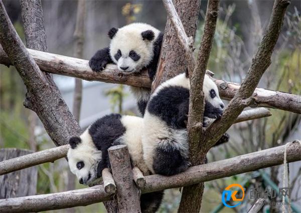 大熊猫下树主打一个稳稳当当 大熊猫有何生活习性_酷知科普