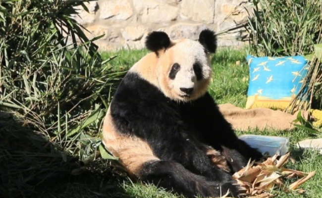 丫丫贴秋膘成功 说明了什么
