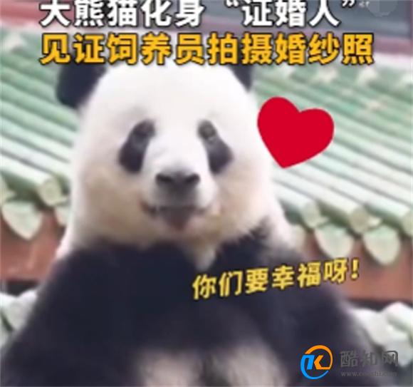 大熊猫星一给奶妈当证婚熊 网友称好浪漫_酷知科普
