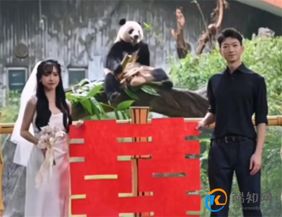 大熊猫星一给奶妈当证婚熊 网友称好浪漫_酷知科普