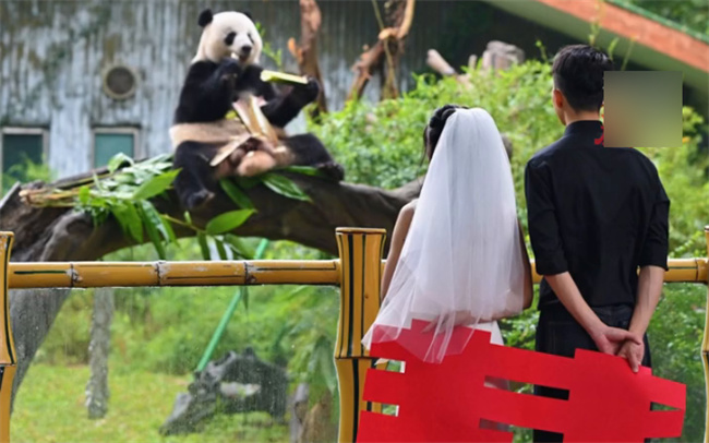 大熊猫星一给奶妈当证婚熊吗