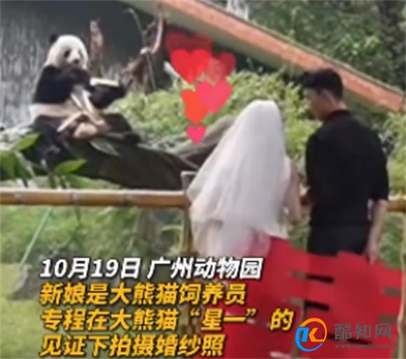 大熊猫星一给奶妈当证婚熊 网友称好浪漫_酷知科普