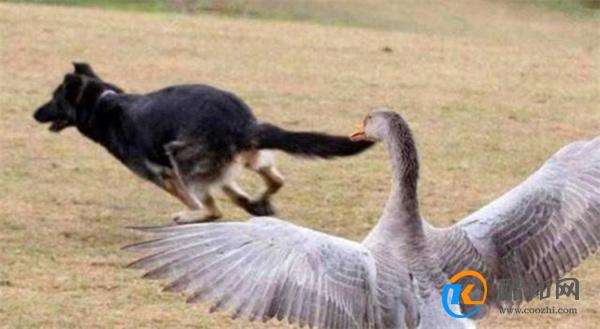 狗狗以多欺少撞飞大鹅 究竟什么原因_酷知科普