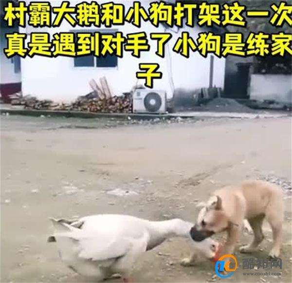 狗狗以多欺少撞飞大鹅 究竟什么原因_酷知科普