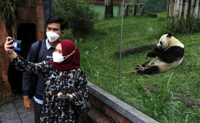 我国63只旅外大熊猫总体健康状况良好 大熊猫国际合作成效显著吗