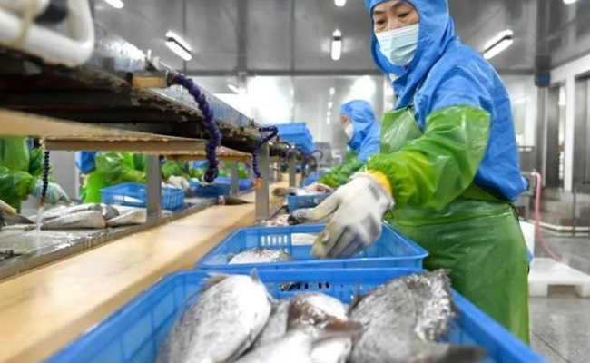 为何日本9月对华水产品出口额减少99%