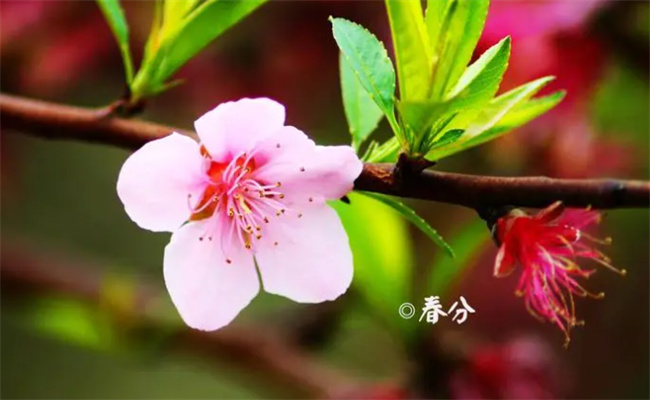 春分节气的特点和风俗 春分节气后面是什么节气