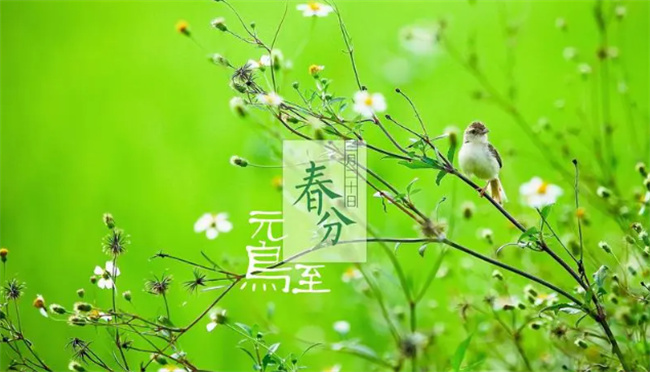 春分节气的特点和风俗 春分节气后面是什么节气