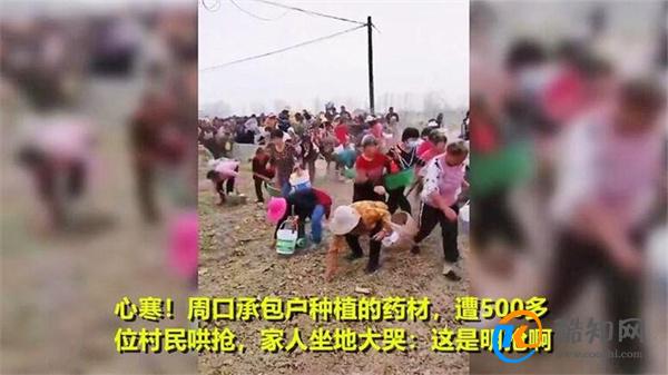 上百村民哄抢药材 承包户坐地大哭 当地部门回应_酷知科普
