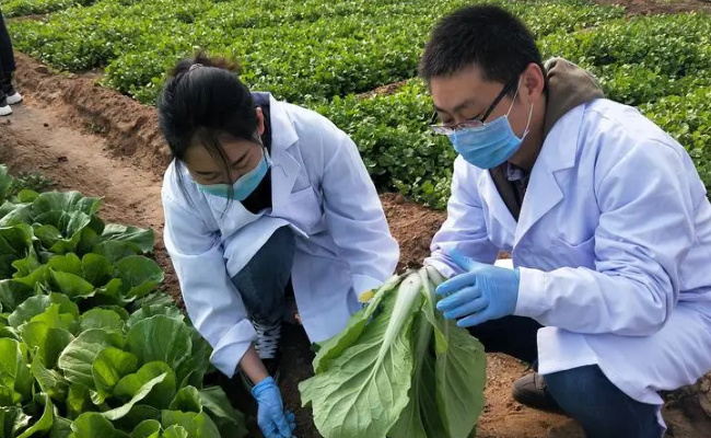 哪6种蔬菜农药残留为零  吃农药残留蔬菜有什么危害