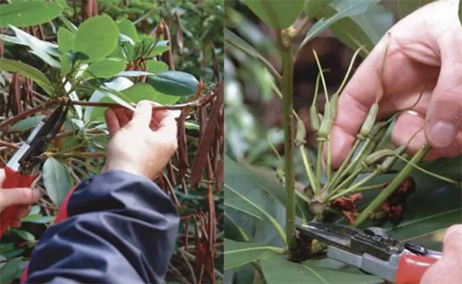 月季杜鹃怎么剪枝才能枝繁叶茂 剪枝什么时候最适合
