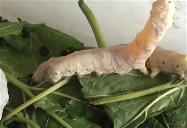 蚕宝宝的生长过程 蚕的年龄怎么计算