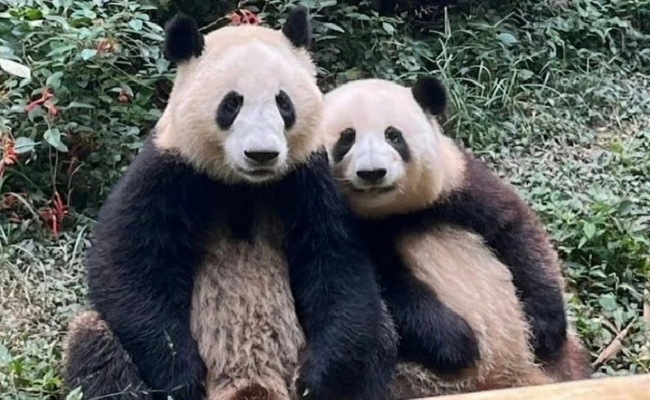 花花呼呼大睡弟弟疯狂营业 大熊猫喜欢睡觉吗