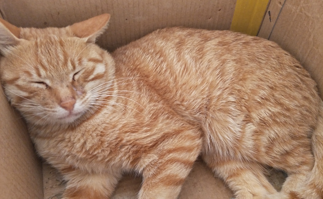 ​弃猫效应是什么  弃猫效应常用来形容什么