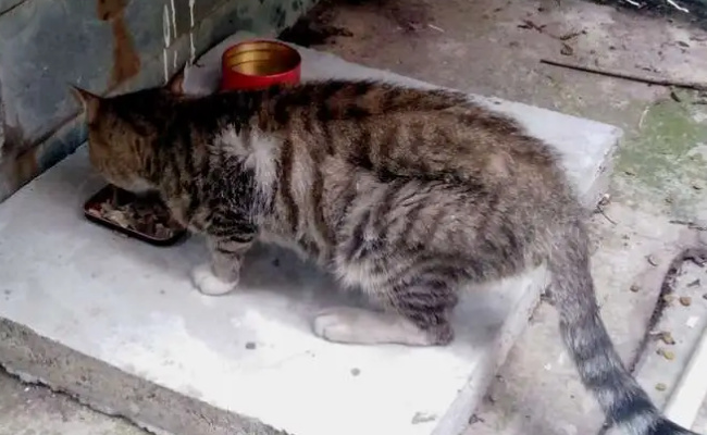 ​弃猫效应是什么  弃猫效应常用来形容什么