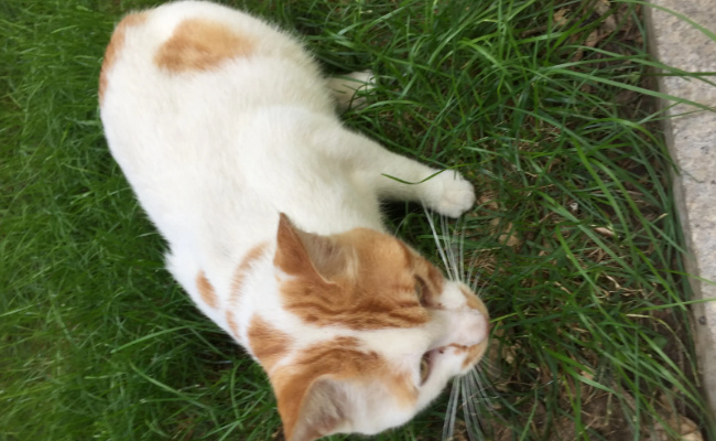 ​弃猫效应是什么  弃猫效应常用来形容什么