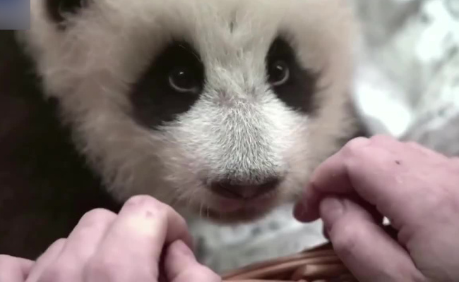 ​熊猫长牙了俄动物园第一时间展示 大熊猫有多少颗牙