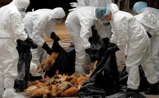 ​疫情在欧洲蔓延 法国一养殖场发现高致病性禽流感病 要如何预防呢
