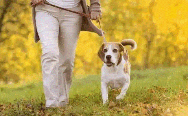 《成都市限养区禁养犬品种目录和大型犬标准》明年1月1日起施行 有哪些好处