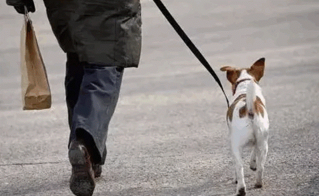《成都市限养区禁养犬品种目录和大型犬标准》明年1月1日起施行 有哪些好处