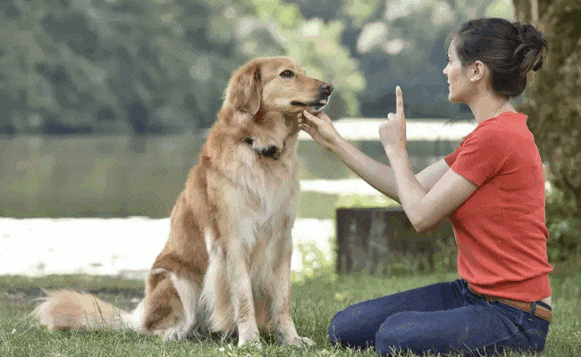 《成都市限养区禁养犬品种目录和大型犬标准》明年1月1日起施行 有哪些好处