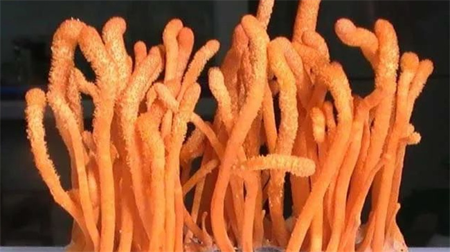 虫草花的功效与作用是什么 虫草花适合哪些人